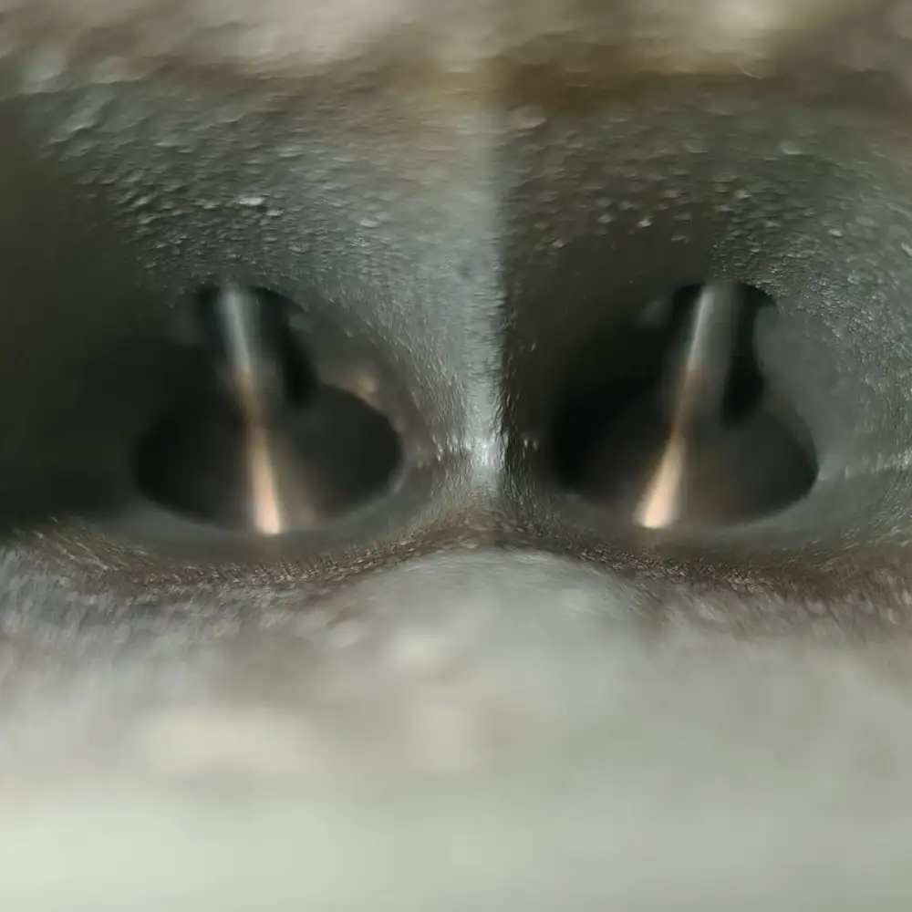 Walnut blasting uitvoeren